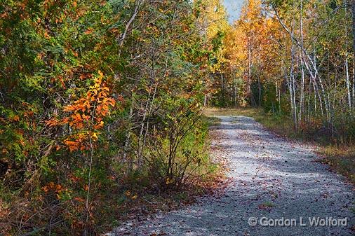 Cedar Grove Trail_23483.jpg - Photographed in the Marlborough Forest west of North Gower, Ontario, Canada.